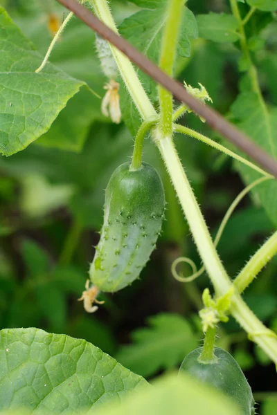 Green cucumbers — Stock Photo, Image