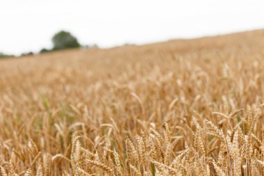 Mısır gevreği alan