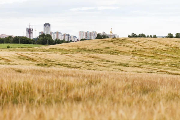 Зерновое поле — стоковое фото