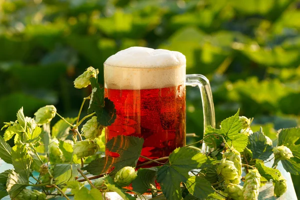 Lúpulo con cerveza — Foto de Stock