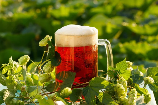 Hops with beer — Stock Photo, Image