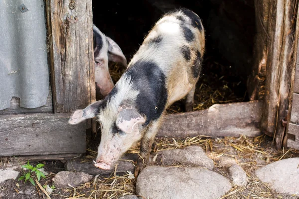 Varkens in een stal — Stockfoto