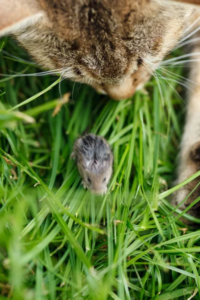 Gato y ratón —  Fotos de Stock