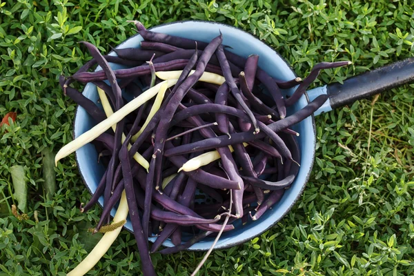 Violette String-Bohnen — Stockfoto