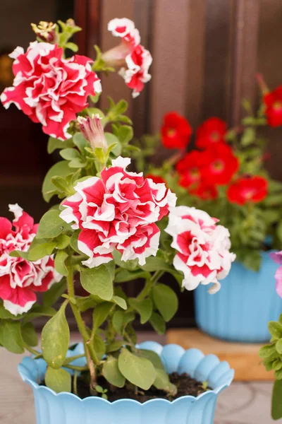 Petunia i potten — Stockfoto