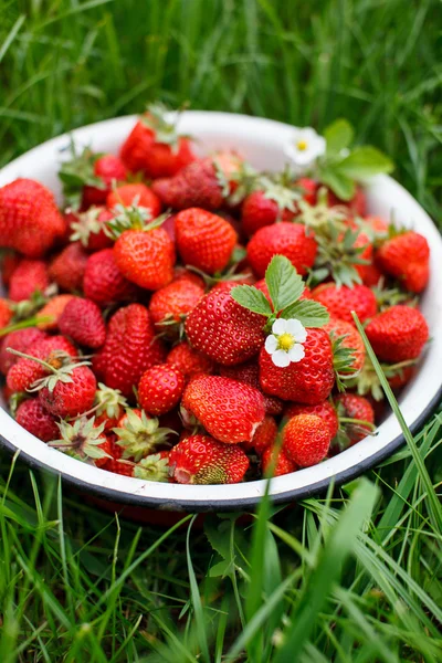 Fresas frescas — Foto de Stock