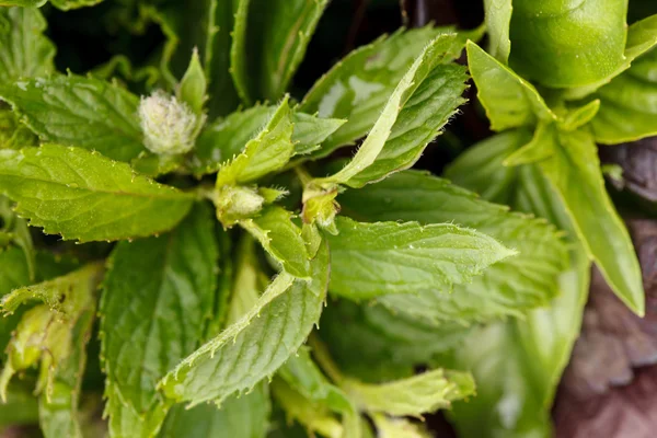 Fresh herbs — Stock Photo, Image