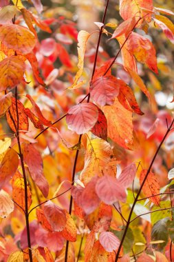 Sonbahar Yaprakları