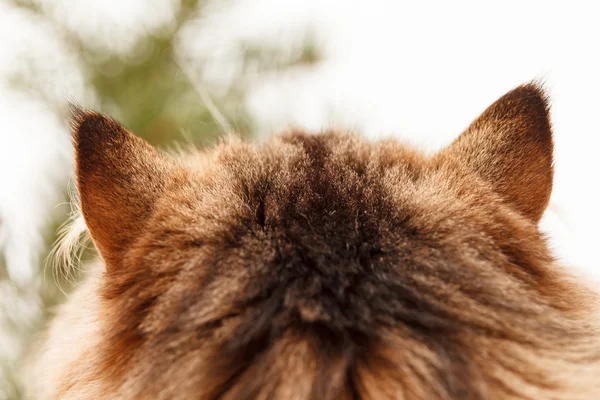 Gato bonito — Fotografia de Stock