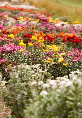 kasımpatı çiçekleri