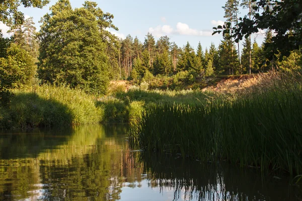 Waldfluss — Stockfoto