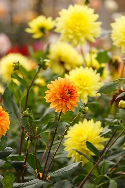 다채로운 달리아 꽃 — 스톡 사진