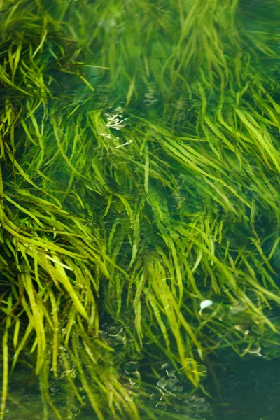 Algas en el río — Foto de Stock