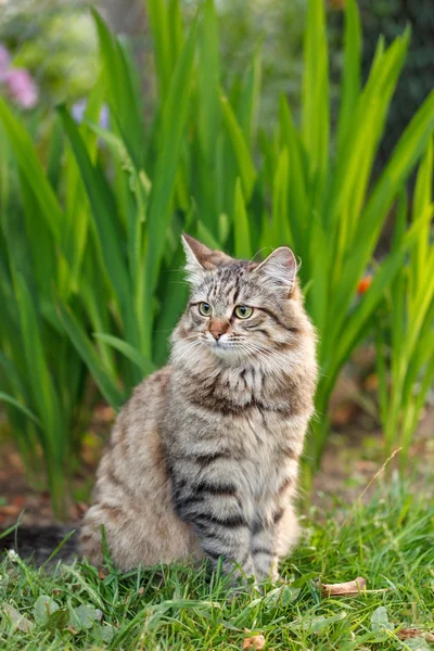 Pussycat buiten — Stockfoto