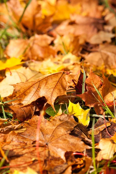 Hojas de otoño fondo — Foto de Stock