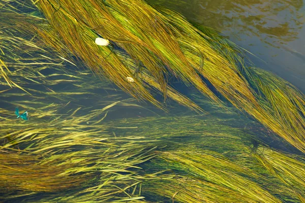 Algas en el río — Foto de Stock