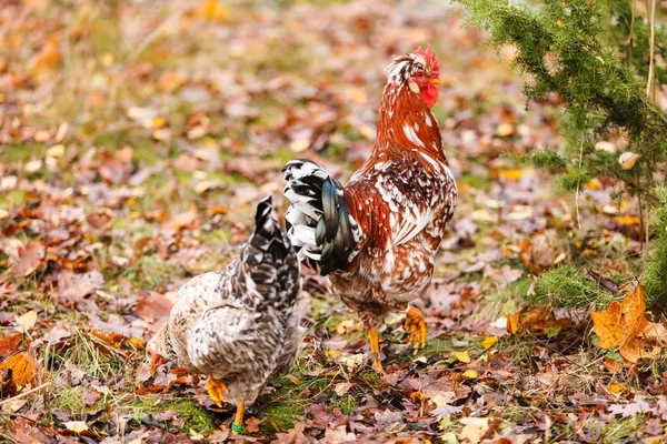 농장에 있는 닭들 — 스톡 사진