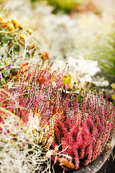 цветы вереска
