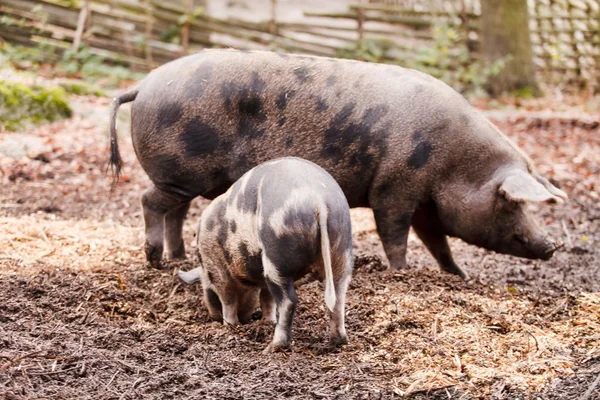 Varkens op de boerderij — Stockfoto