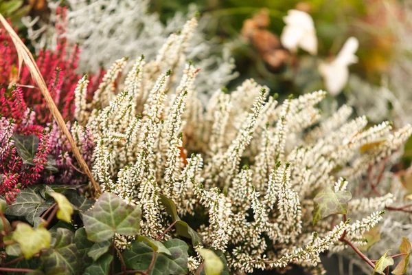 Heather flowers — Stock Photo, Image