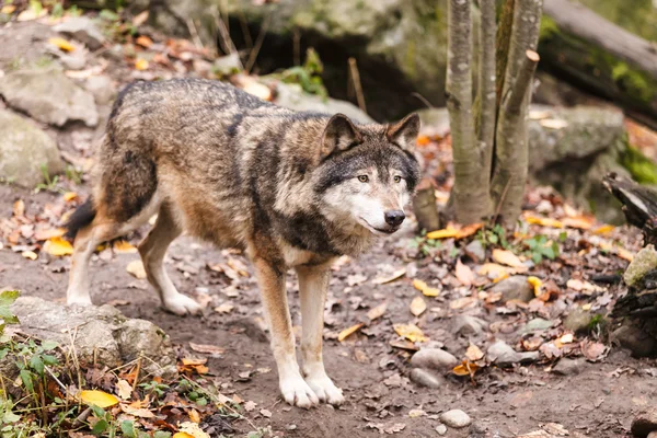 Grey Wolf — Stock Photo, Image