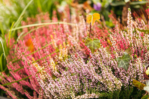 цветы вереска
