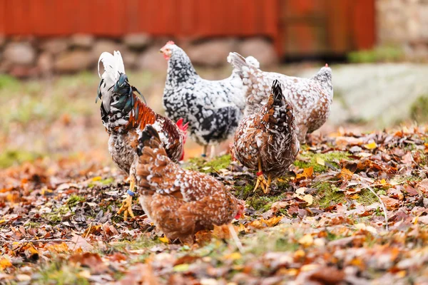 Pollos en la granja —  Fotos de Stock