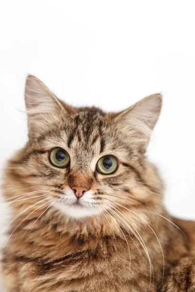 Nice cat — Stock Photo, Image