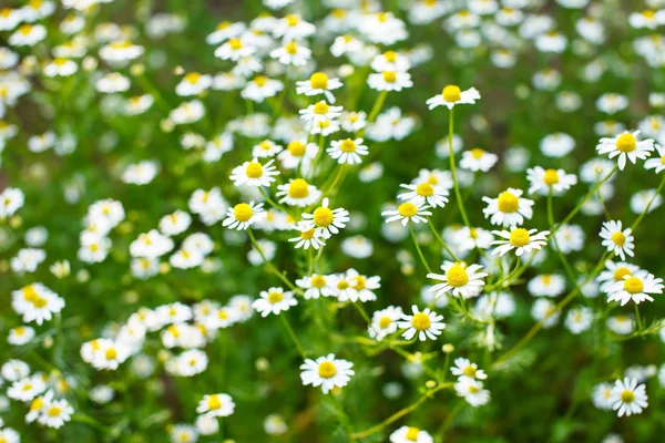 Området för daisy — Stockfoto