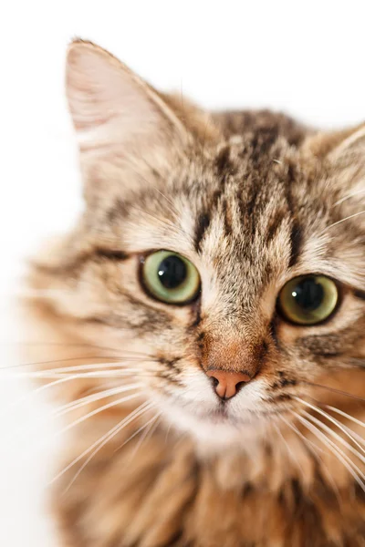 Gato bonito — Fotografia de Stock