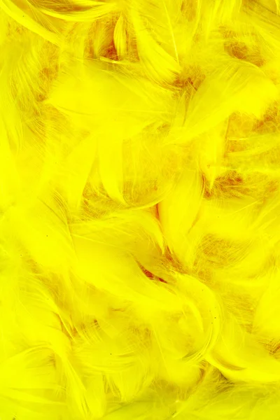Piume di colore — Foto Stock