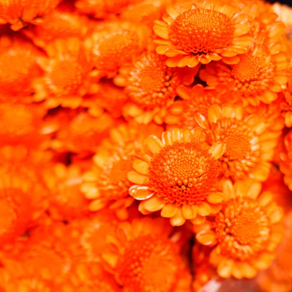 Chrysanthhemum orange — Stockfoto