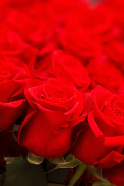 Rose rosse — Foto Stock