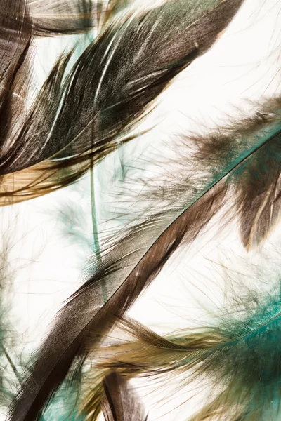 Color feathers — Stock Photo, Image