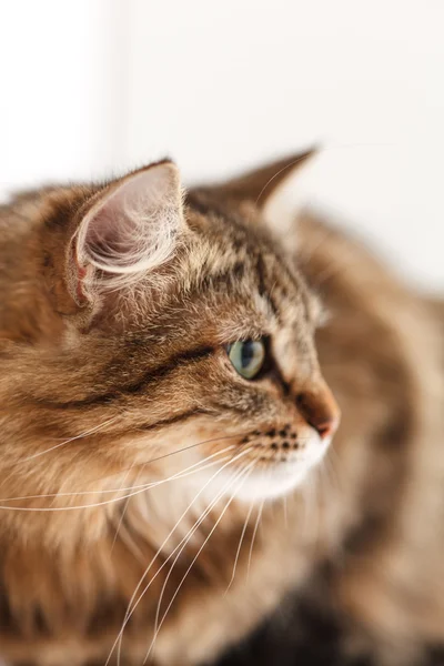 Bonito gato — Foto de Stock