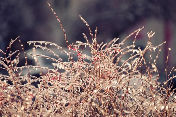Red berries with icicles icy — Stock Photo, Image