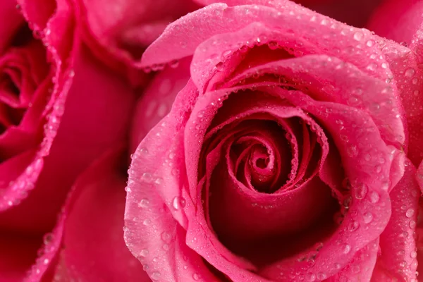 Nahaufnahme rosa Rose — Stockfoto