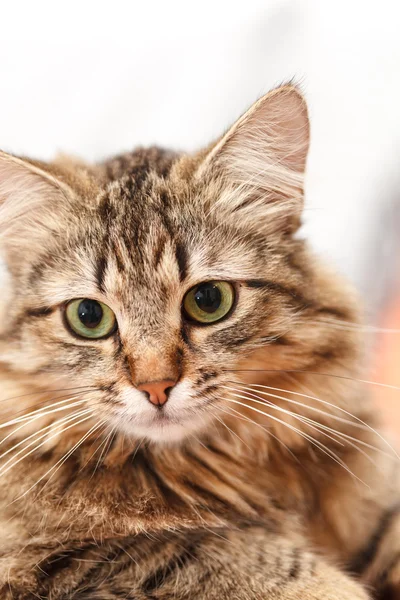 Bonito gato — Foto de Stock