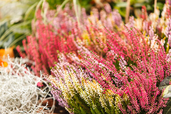 цветы вереска
