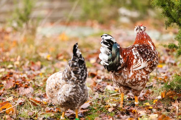 Pollos en la granja —  Fotos de Stock