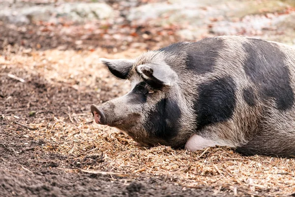 Porcs à la ferme — Photo