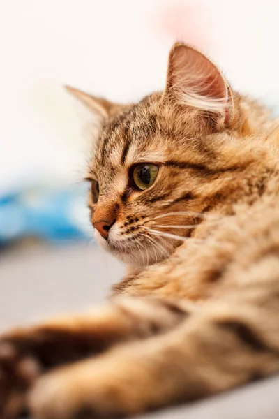 Gato bonito — Fotografia de Stock