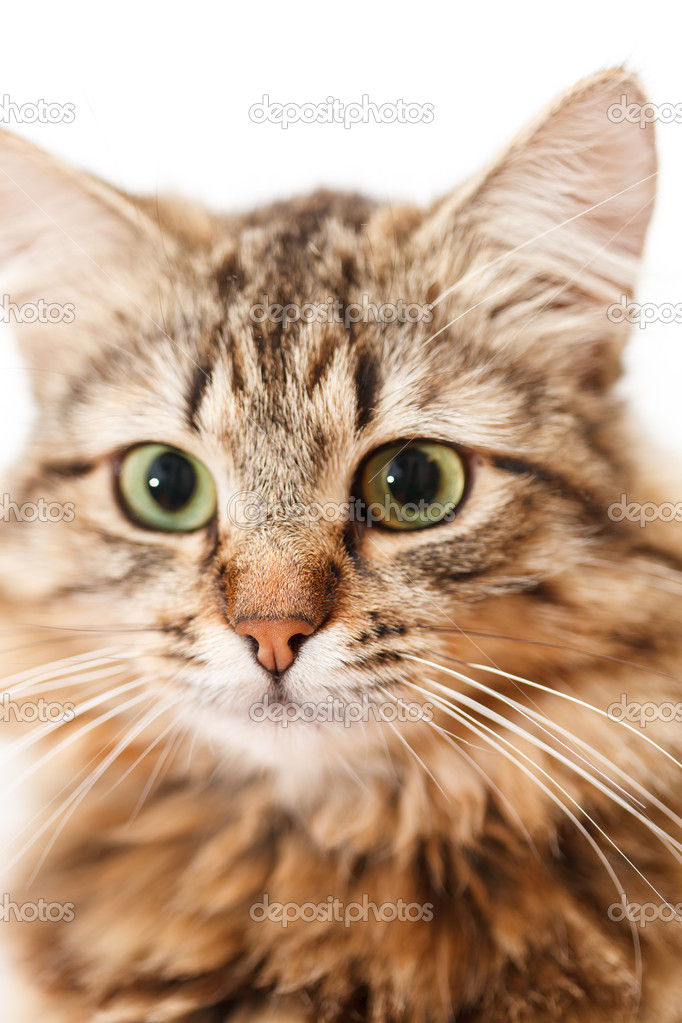 Nice cat Stock Photo by ©Shebeko 36678689