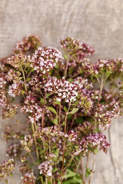 Flor de Origanum —  Fotos de Stock