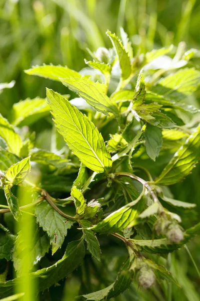 Fresh mint — Stock Photo, Image