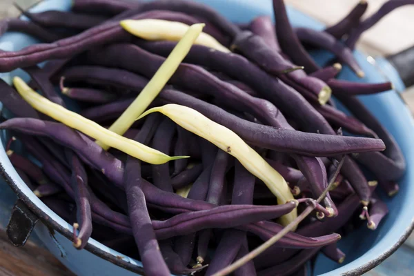 Violette String-Bohnen — Stockfoto