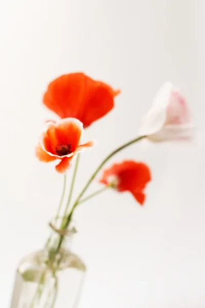 Nice poppies in the vase — Stock Photo, Image