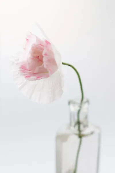 Schöne Mohnblumen in der Vase — Stockfoto