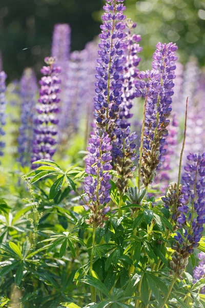 Wild lupines — Stock Photo, Image