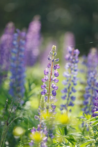 Wilde Lupinen — Stockfoto